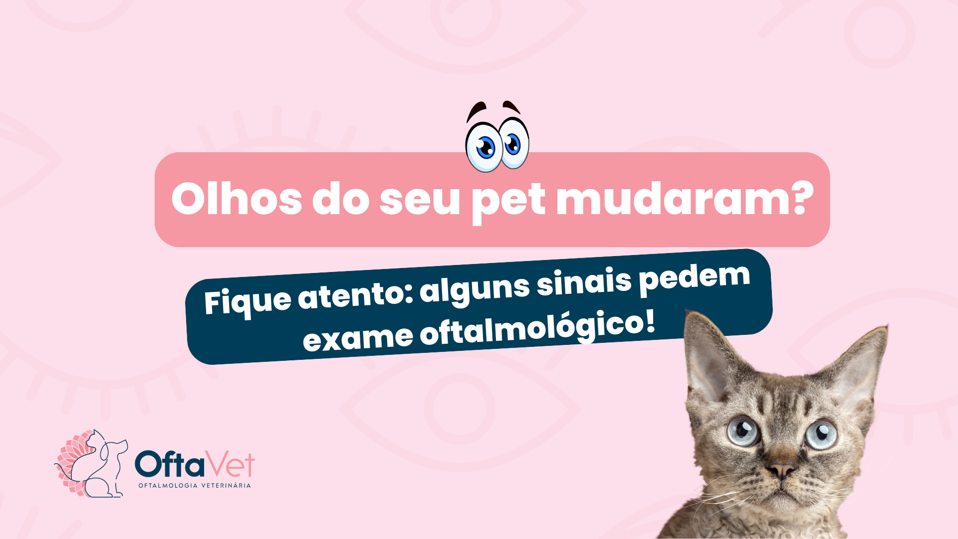 Gatinho filhote cinza olhando atentamente para a câmera.