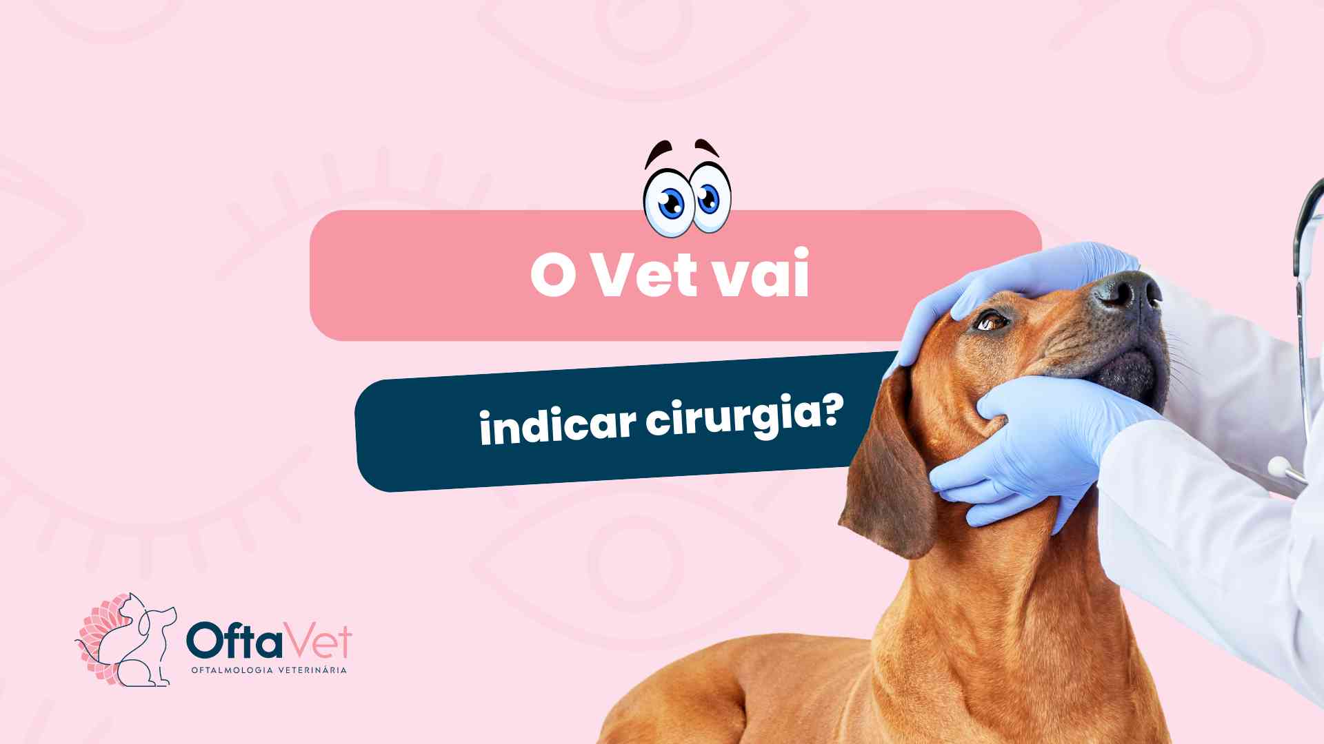 cirurgia oftalmologica em pets - oftavet - oftalmologista veterinario em valinhos sp