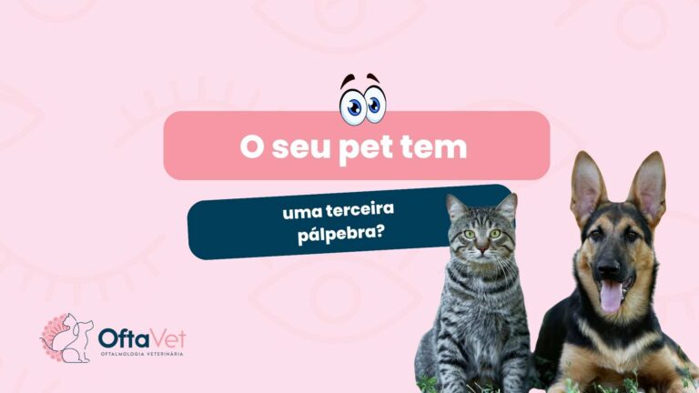 terceira pálpebra em cães e gatos - oftalmologia veterinaria em valinhos sp oftavet
